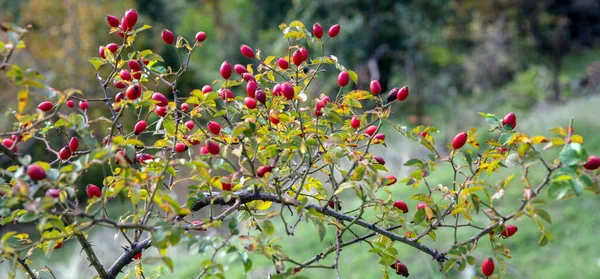 Wild rose hips in Autumn close up view. Dog rose fruits, Rosa canina rosehips, small red berries, blur nature background