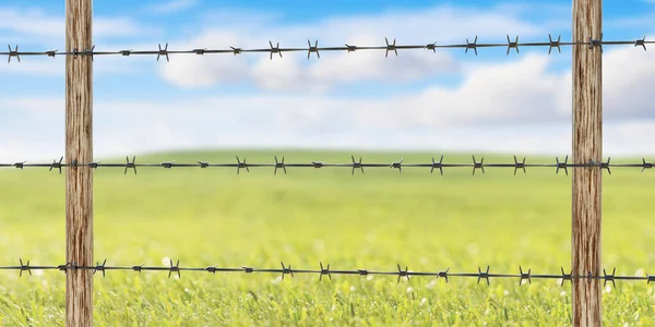 Barbed wire fence on green field and blue sky background, Steel metal fence wire, safety and protection concept. 3d render