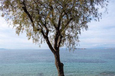 Greek seascape. Rippled vast blue sea water behind view of an old tree trunk with dry and fresh leaf. Winter sunny day, cloudy sky background. 