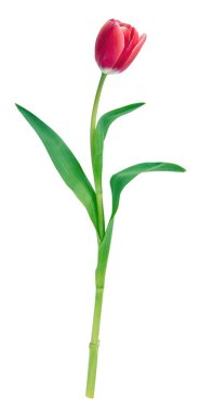 Lale beyaz arka planda izole edildi. Taze kırmızı lale, tatil hediyesi, tasarım elementi..