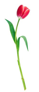 Lale beyaz arka planda izole edildi. Taze kırmızı lale, tatil hediyesi, tasarım elementi..