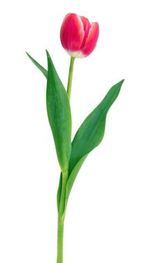 Lale beyaz arka planda izole edildi. Taze kırmızı lale, tatil hediyesi, tasarım elementi..