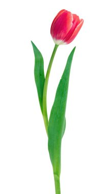 Lale beyaz arka planda izole edildi. Taze kırmızı lale, tatil hediyesi, tasarım elementi..