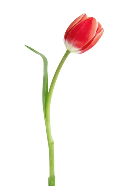 Tulipan Odizolowany Białym Tle Świeży Czerwony Różowy Tulipan Prezent Wakacje — Zdjęcie stockowe
