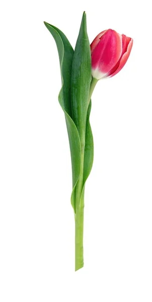 Tulipan Odizolowany Białym Tle Świeży Czerwony Różowy Tulipan Prezent Wakacje — Zdjęcie stockowe