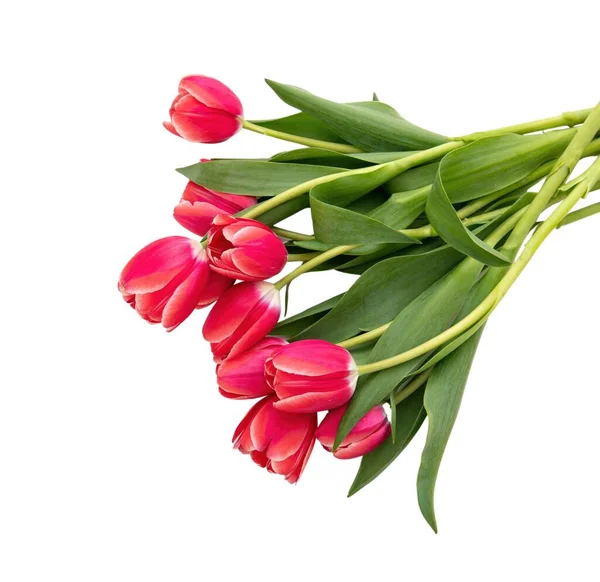 stock image Tulips bunch isolated on white background. Fresh red pink tulips bouquet, Valentine day celebration gift.