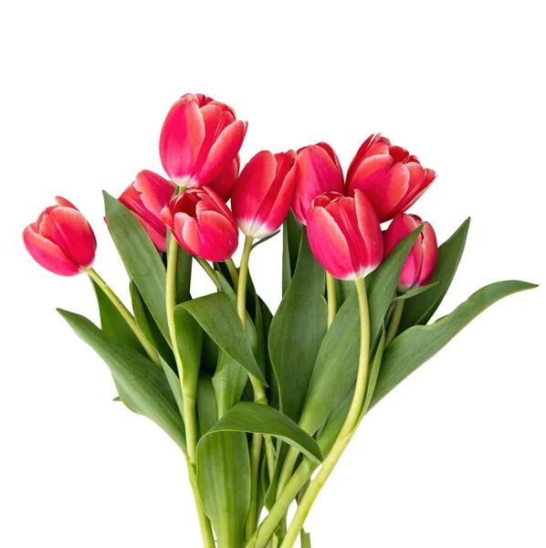 Tulips bunch isolated on white background. Fresh red pink tulips bouquet, Womens day celebration gift.