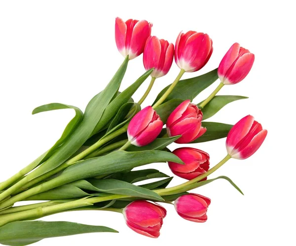 Tulips bunch isolated on white background. Fresh red pink tulips bouquet, Valentine day celebration gift.
