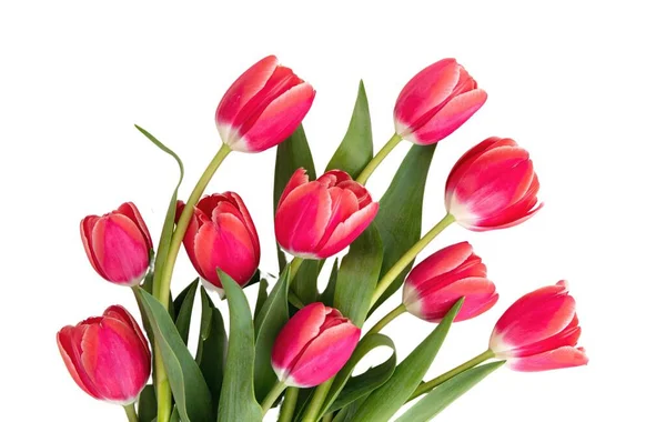 Tulips bunch isolated on white background. Fresh red pink tulips bouquet, Mothers day celebration gift.