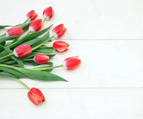 Tulipán Virág Csokor Piros Színű Fehér Háttér Másolás Helyet Valentin — Stock Fotó