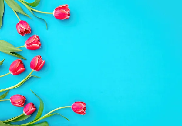 Lale Çiçeği Pembe Renk Mavi Arka Planda Kopyalama Alanı Kadın — Stok fotoğraf