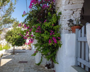 Yunanistan, Kiklad. Tinos Adası, Dio Horia köyü. Ağaç ve begonvil kaplı dar asfalt bir sokak. Tahta çit girişi olan bir ev. Yaz günü.. 