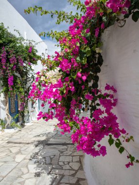 Tinos Adası Yunanistan. Pyrgos köyünde beyaz ve mavi renkli sikladik mimari. Pembe begonvilli Paved sokak tenceresi. Dikey