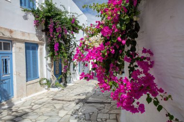 Tinos Adası Yunanistan. Pyrgos köyünde beyaz ve mavi renkli sikladik mimari. Pembe begonvilli Paved sokak tenceresi. 