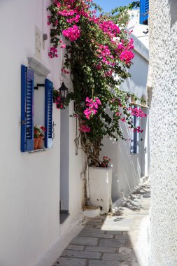 Tinos Adası Yunanistan. Kiklad mimarisi Kardiani köyünde beyaz ve mavi renkte. Pembe begonvilli Paved sokak tenceresi. Dikey