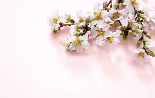 Blooming Almond Tree Branch Nature Flat Lay Orchard Flower Spring — Stock Photo, Image