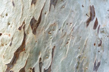 Plane Tree kabuğu arkaplan dokusu. Sycamore 'da kahverengi ve beyaz lekeler, Platanus boş ağaç derisi, doğal yaşlı gövdesi. Boşluğu kopyala