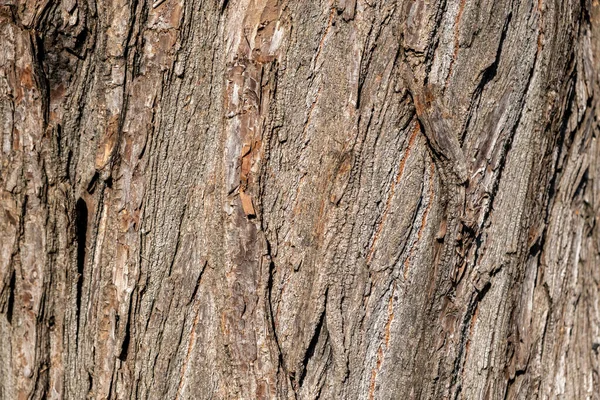 나무껍질의 갈색은 질감을 지니고 그루터기 — 스톡 사진