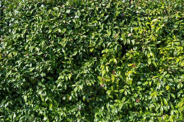Evergreen Körsbär Lagerblad Buske Bakgrund Konsistens Prunus Laurocerasus Vild Buske — Stockfoto