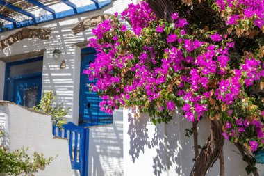 Tinos Adası Yunanistan. Volax köyünde kiklad mimarisi. Pembe bougainvillea, beyazlatılmış duvarlar, mavi kapılar ve pencereler