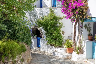 Tinos Adası Yunanistan. Volax köyünde kiklad mimarisi. Paved sokağı, pembe begonviller, beyazlatılmış duvarlar.