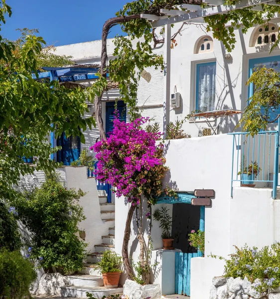 Tinos Adası Yunanistan. Volax köyünde kiklad mimarisi. Paved sokağı, pembe begonviller, beyazlatılmış duvarlar.