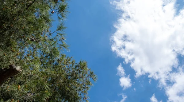 Çam Ağacı Cennete Dokunuyor Evergreen Kozalaklı Reçinemsi Taze Çam Ağacı — Stok fotoğraf