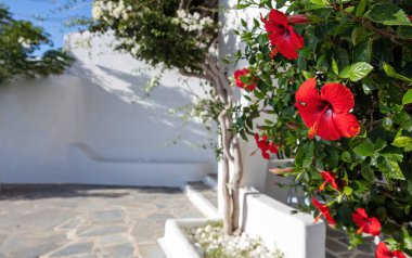 Yunanistan 'ın Cyclades adasındaki ev bahçesi bahçesinde kırmızı amber çiçeği çiçekli gül tomurcuklanması. Bulanık duvar ve bitki örtüsü.