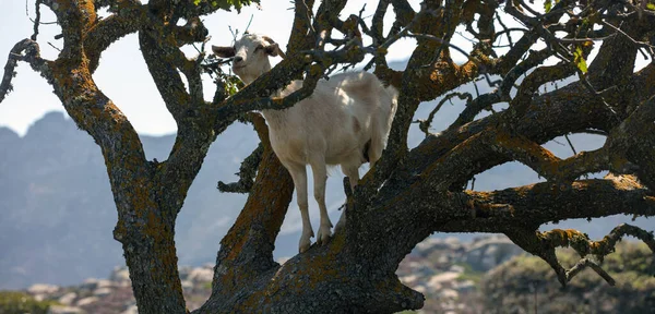 Goat climbed on old tree branch on blur background. Horned white mammal animal eats fresh plant leaf in Cyclades island, Greece.