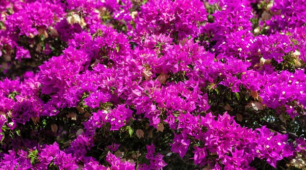 Греция Остров Киклад Цветущий Фиолетовый Бугенвиллия Цветочный Фон Текстура Закройте — стоковое фото