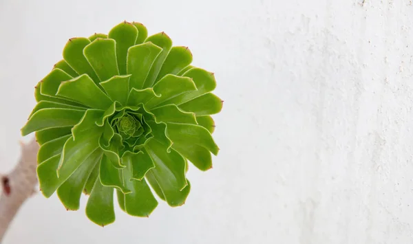 Aeonium Ciliatum Succulent Exotic Evergreen Plant Green Leaf Rosette Woody — Stock Photo, Image
