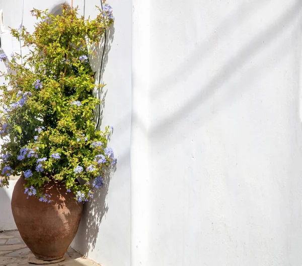 Blooming jasmine plant with blue flower planted in ceramic amphora on white wall background. Ornamental climber bush, Greece, Cyclades island. Space