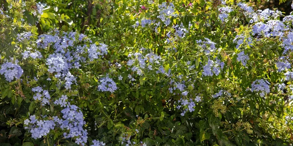 Blooming jasmine plant with blue flower background, texture. Ornamental aromatic climber bush with lush foliage, Greece, Cyclades island.