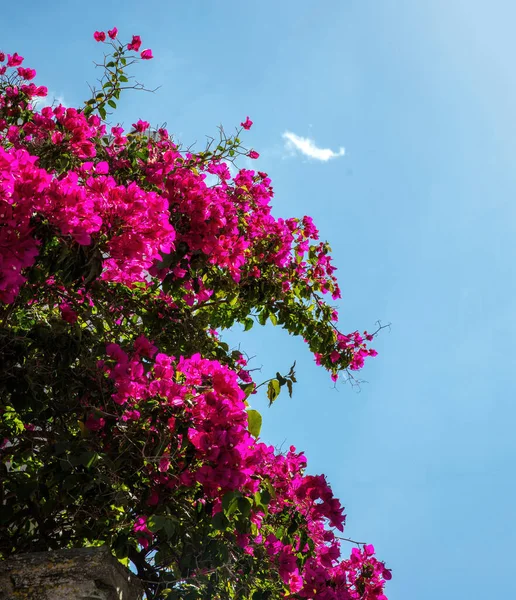 Řecko Ostrov Cyclades Kvetoucí Růžové Bougainvillea Květina Pod Modrým Nebem — Stock fotografie