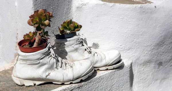 Jade plant outdoors miniature tree like put in old torn up shoe on whitewashed wall background. Good luck, prosperity. Greece, Cyclades island