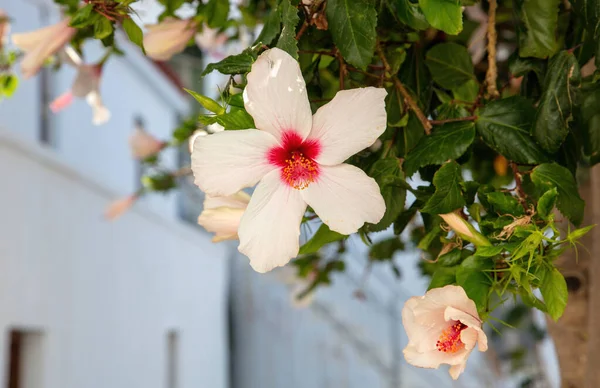 Havajský Bílý Ibišek Nebo Hibišek Arnottianus Kvetoucí Elegantní Voňavá Rostlina — Stock fotografie
