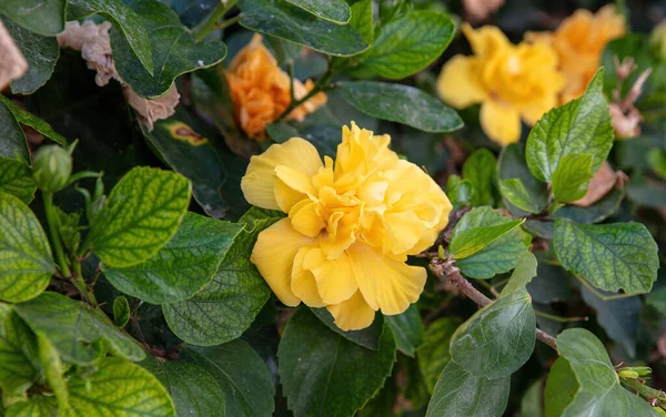 Ιβίσκος Rosa Sinensis Διπλό Κίτρινο Ανθοφόρο Πολυετές Ανθοφόρο Φυτό Στην — Φωτογραφία Αρχείου