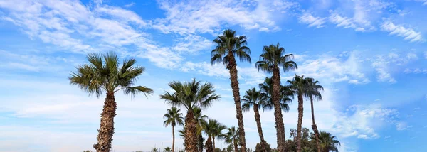 Mavi Bulutlu Arka Planda Palmiye Ağaçları Yaz Tatili Şablonu — Stok fotoğraf