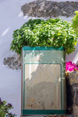 Kiklad adasının altındaki eski paslı demir teneke kutuda bulunan taze fesleğen yeşili aromatik sağlıklı bitki beyaz kabuklu duvar zemininde Yunanistan. Dikey 