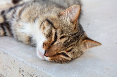 Uyuyan güzel. Evcil kedi yarı beyaz duvarda uyuyor. Açık havada uzanan kedi portresi, Cyclades Adası, Yunanistan.