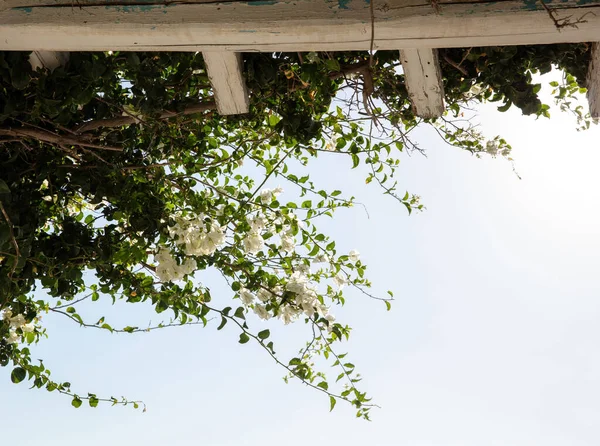 Flor Bougainvillea Branca Florescendo Acima Telhado Edifício Madeira Fundo Azul — Fotografia de Stock