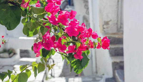 白い建物の背景にピンクのブーゲンビリアの花を咲かせます ギリシャ キクラデス島晴れた日 とげのある観賞用の木 — ストック写真