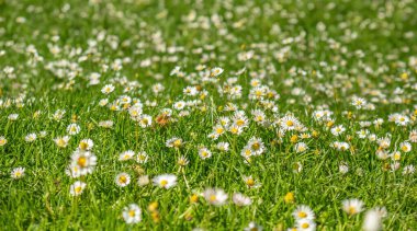 Çimen arka planda papatyalar, küçük beyaz ve sarı çiçekler. Kapalı manzaranın üstündeki bahar tarlası.