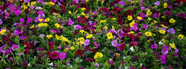 Цветы Петунии Желтого Фиолетового Цветов Фона Свежие Нежные Растения Цветущие — стоковое фото