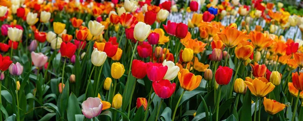 Tulips background. Red yellow and orange color flowers decoration closeup view. Spring time