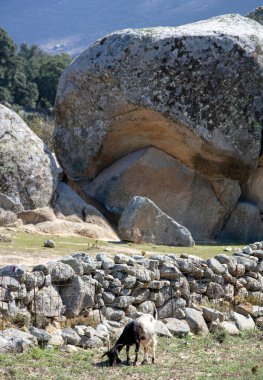 Tinos Adası Cyclades Yunanistan 'daki Volax köyünde keçinin arkasındaki devasa, pürüzsüz granit volkanik kaya. Yaz güneşli bir gün, mavi gökyüzü. Dikey