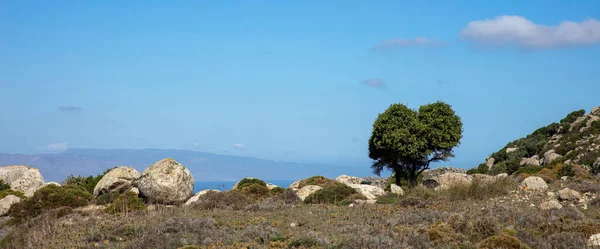 Greece Volax Village Tinos Island Cyclades Small Tree Huge Granite — Stock Photo, Image