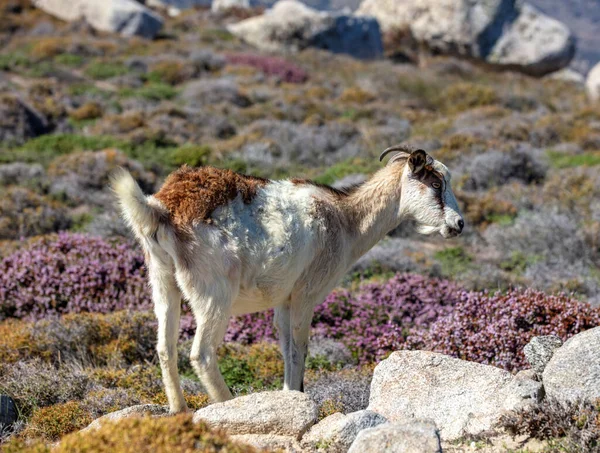 角山羊在自然界的光滑花岗岩岩石之间吃草 Volax村的提诺斯岛环行希腊 夏日阳光明媚 背景模糊 — 图库照片