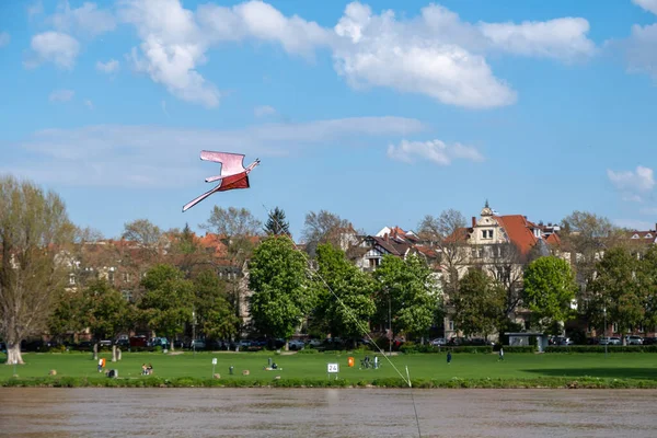 目的地海德堡市人们在Neckarwiese花园的Neckar河边放松 享受这一天 在草地上野餐 放风筝 — 图库照片