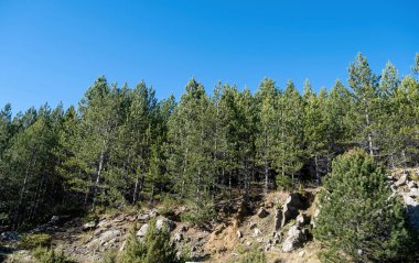 Yunanistan, Epirus Flora. Pinus Nigra, Avusturya ya da kara çam kozalaklı ağaç kış güneşli dağ ormanlarında. Mavi gökyüzü arka planı. Görüntü altında